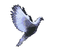 dove